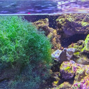 Chaetomorpha (Chaeto) Macro Algae for Refugium