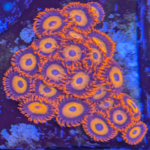 Live Aquacultured Zoanthids