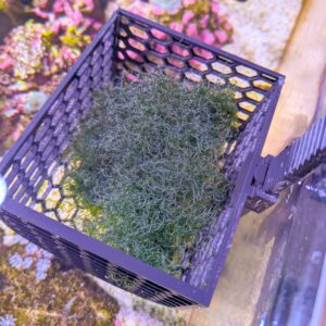 Reef Zip Chaeto Basket in an Aquarium with 1 cup of Chaetomorpha