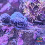 refugium aquarium ultimate starter kit, chaeto, live rock and sand, snails, pods